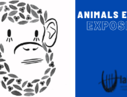 EXPOSICIÓ: Animals en flor de Rachel Polo