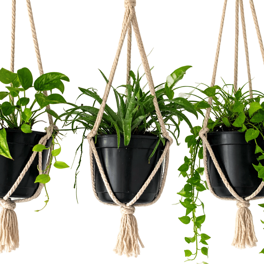 penjador de plantes macrame